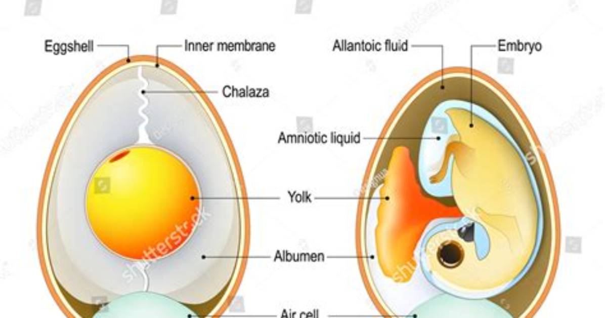 Is a Bird Egg an Embryo