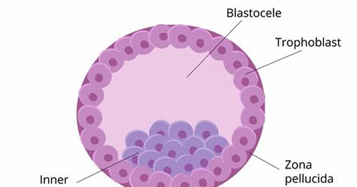 Is a Blastula Blastocyst?