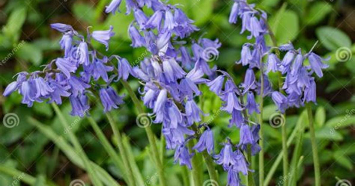 Is a Bluebell a Wildflower