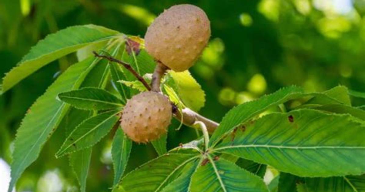 Is a Buckeye a Tree