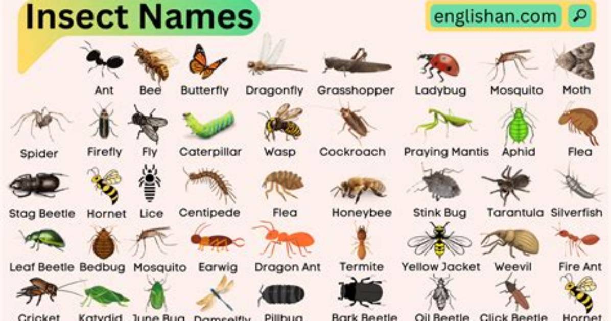 Is a Bug Also an Insect