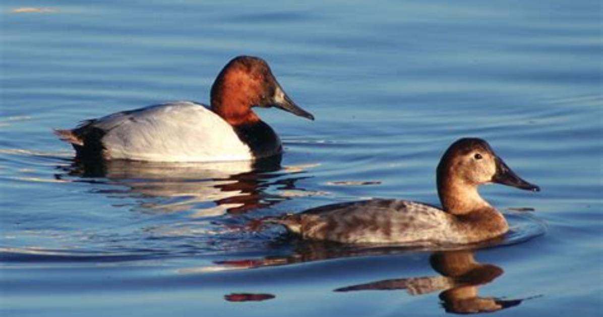 Is a Canvasback a Diver?