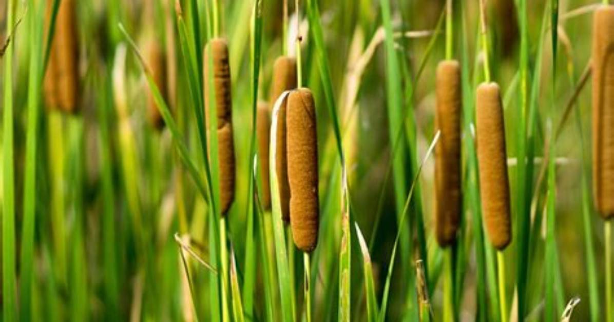 Is a Cattail a Rush