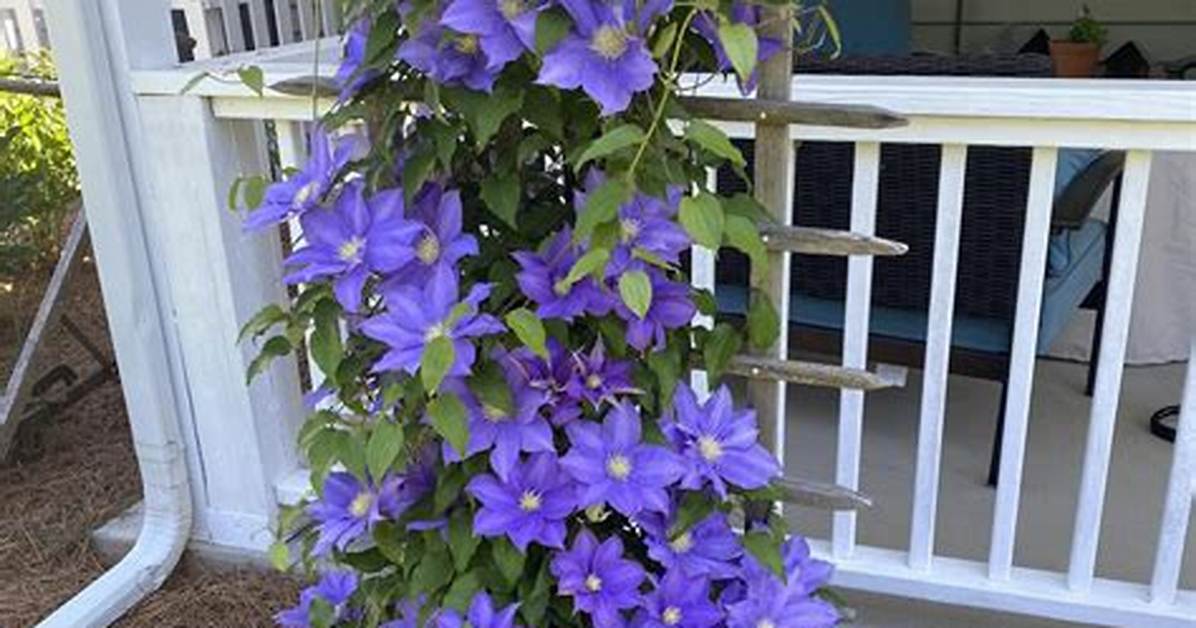 Is a Clematis a Vine