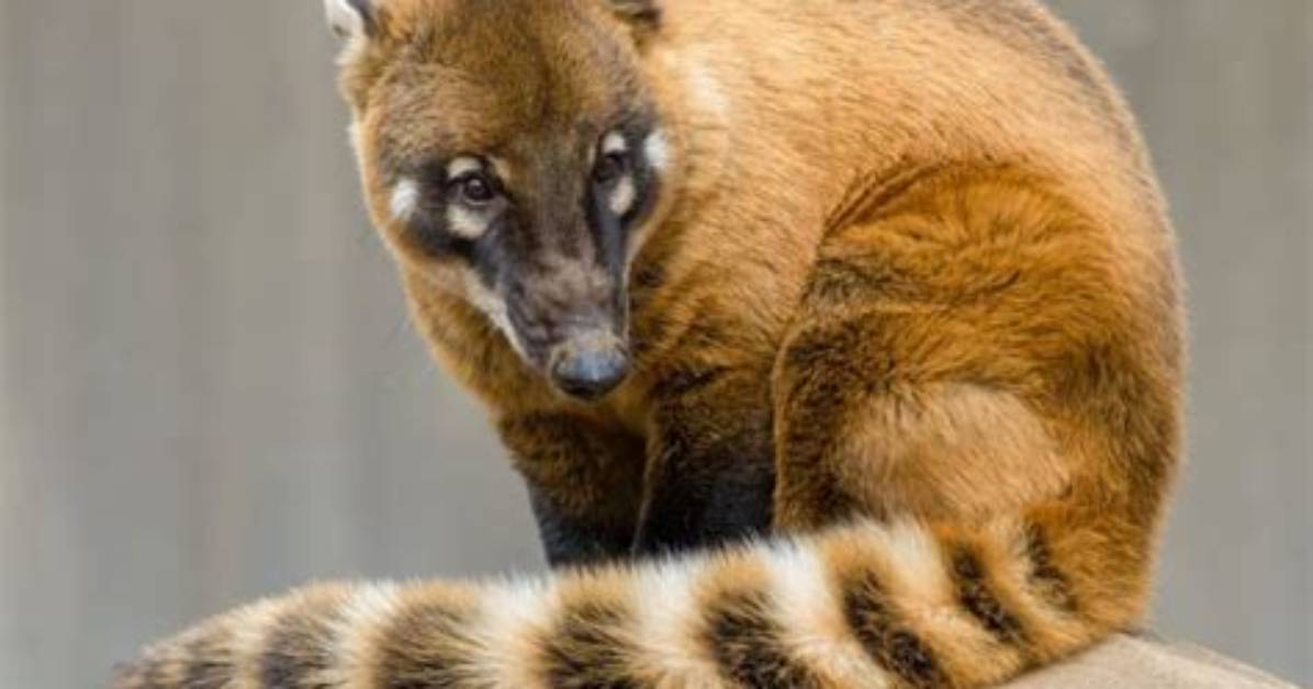 Is a Coati a Monkey