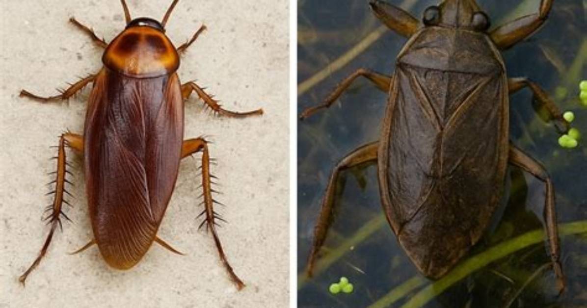 Is a Cockroach a True Bug