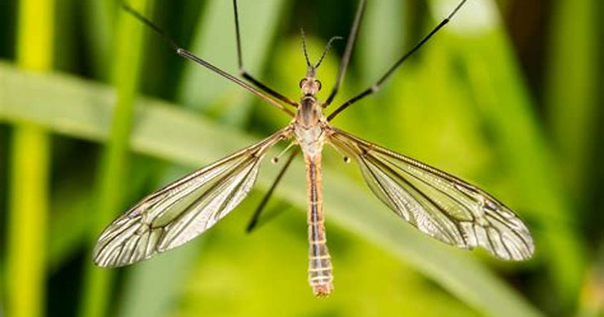 Is a Crane Fly a May Fly?