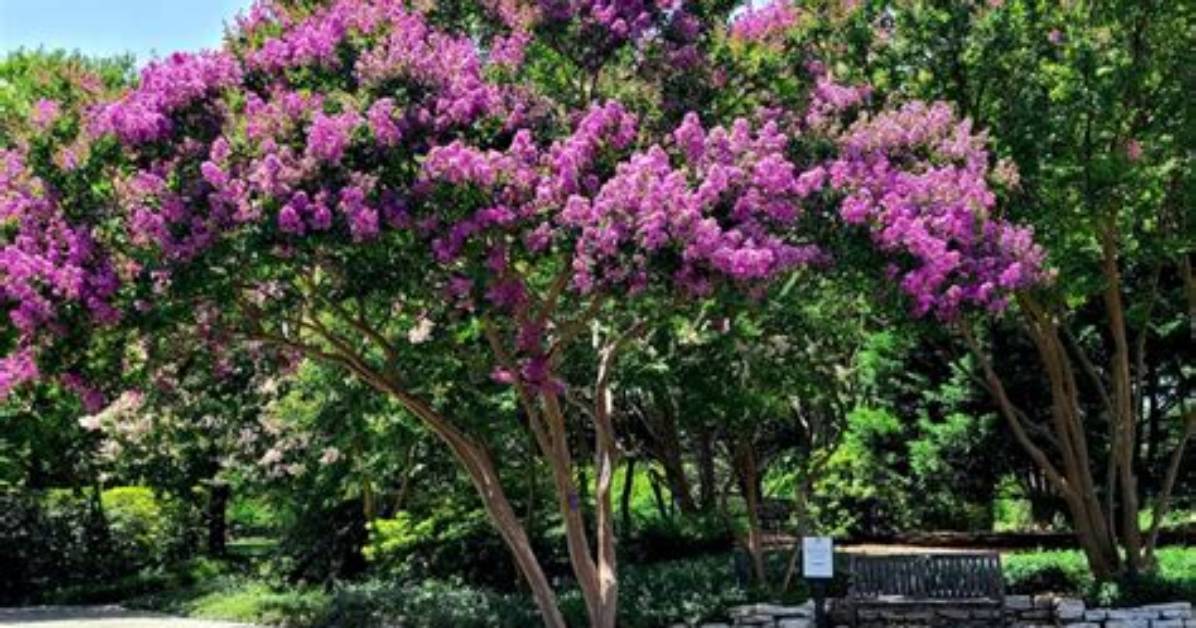 Is a Crepe Myrtle a Tree or a Shrub