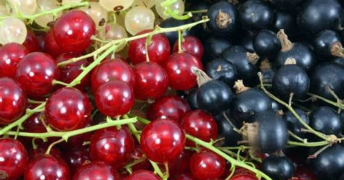 Is a Currant a Grape