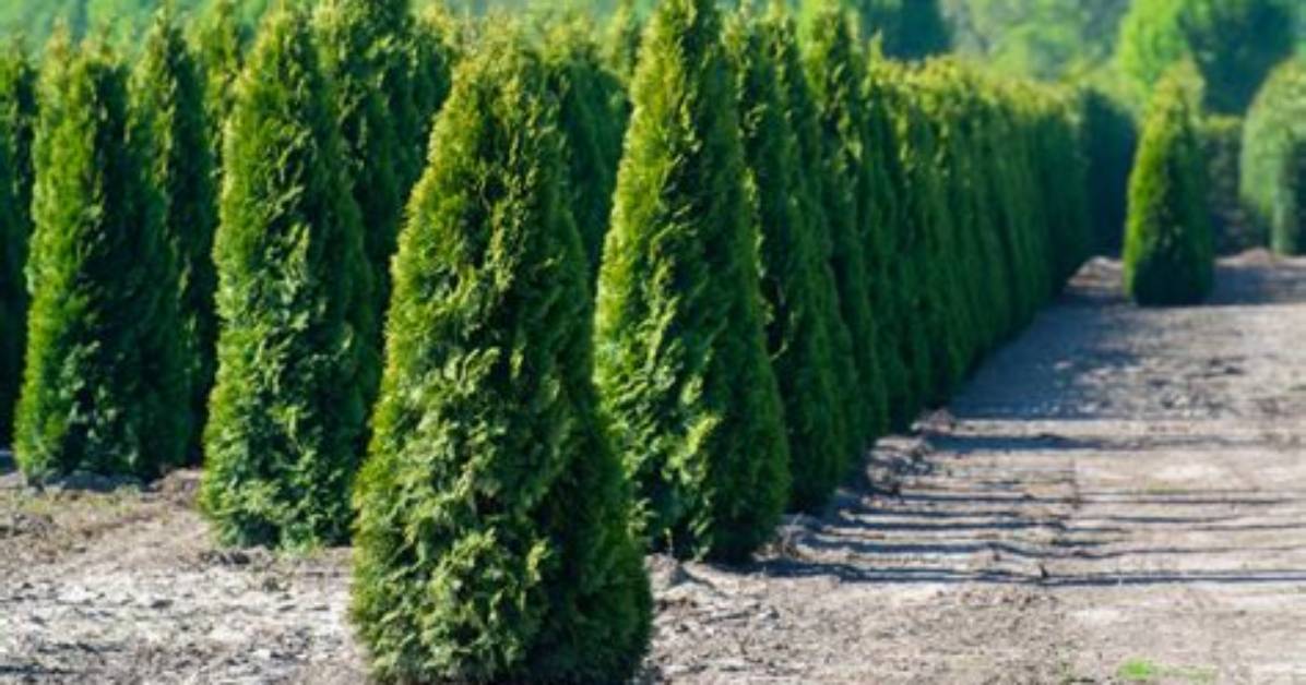 Is a Cypress Tree a Juniper