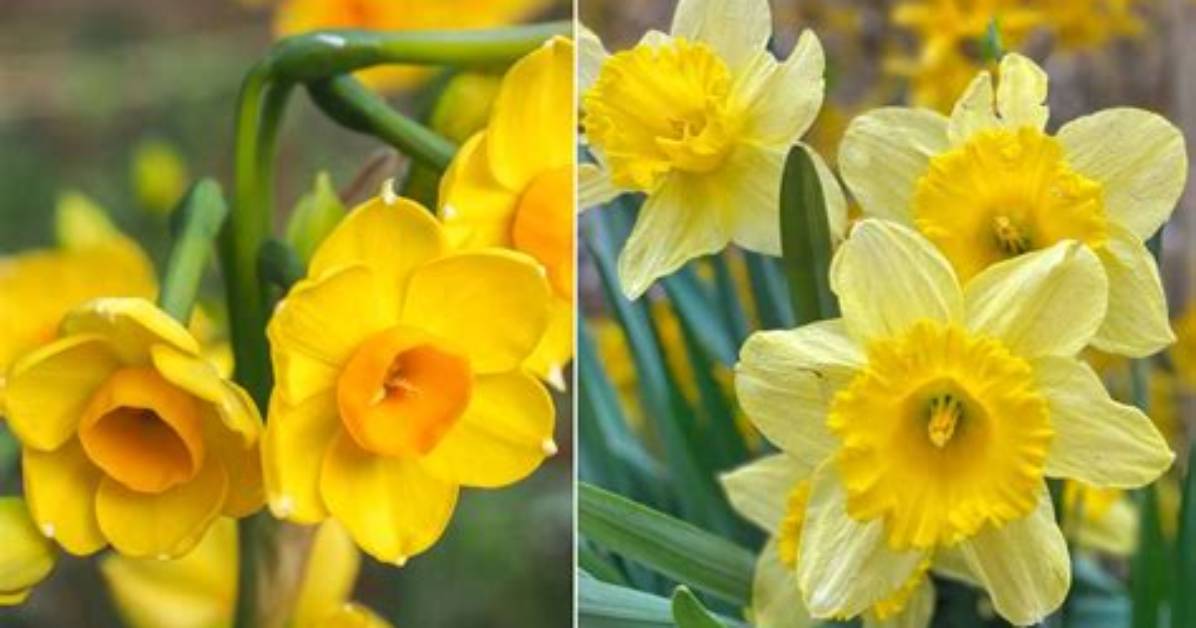 Is a Daffodil the Same as a Buttercup