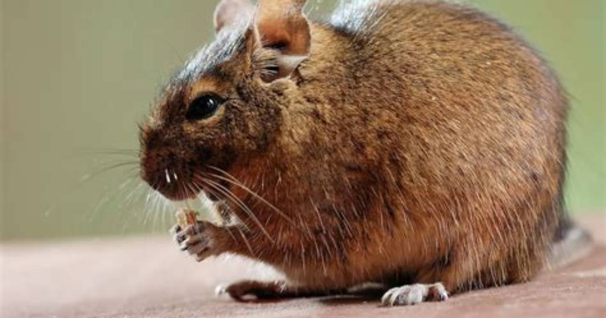 Is a Degu a Rat