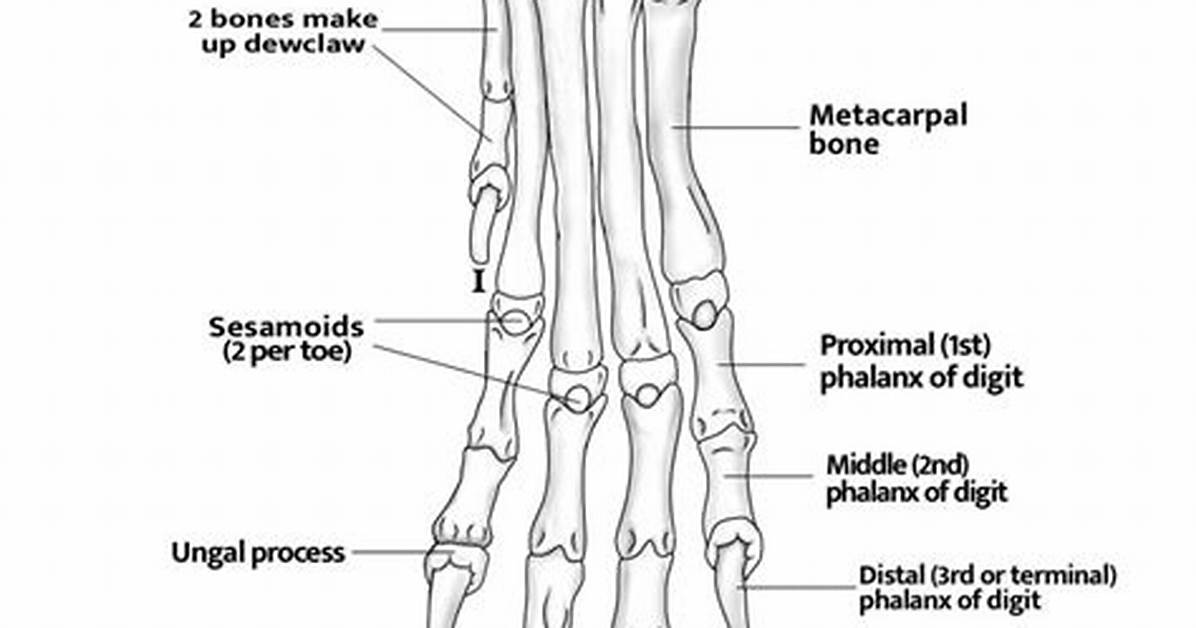 Is a Dew Claw a Bone?