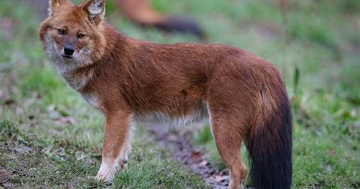 Is a Dhole a Fox?