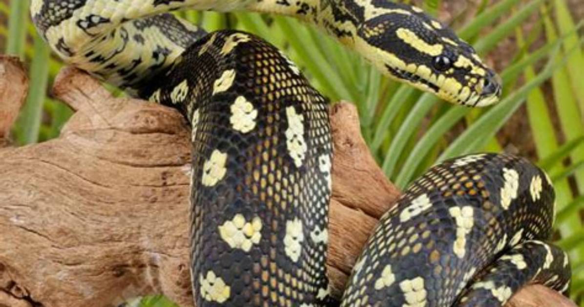 Is a Diamond Python a Carpet Snake?