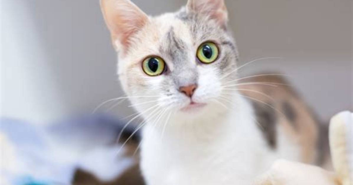 Is a Dilute Calico Cat?