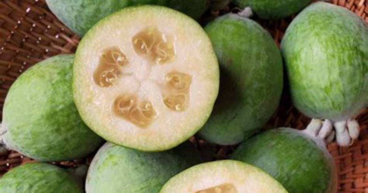 Is a Feijoa a Guava