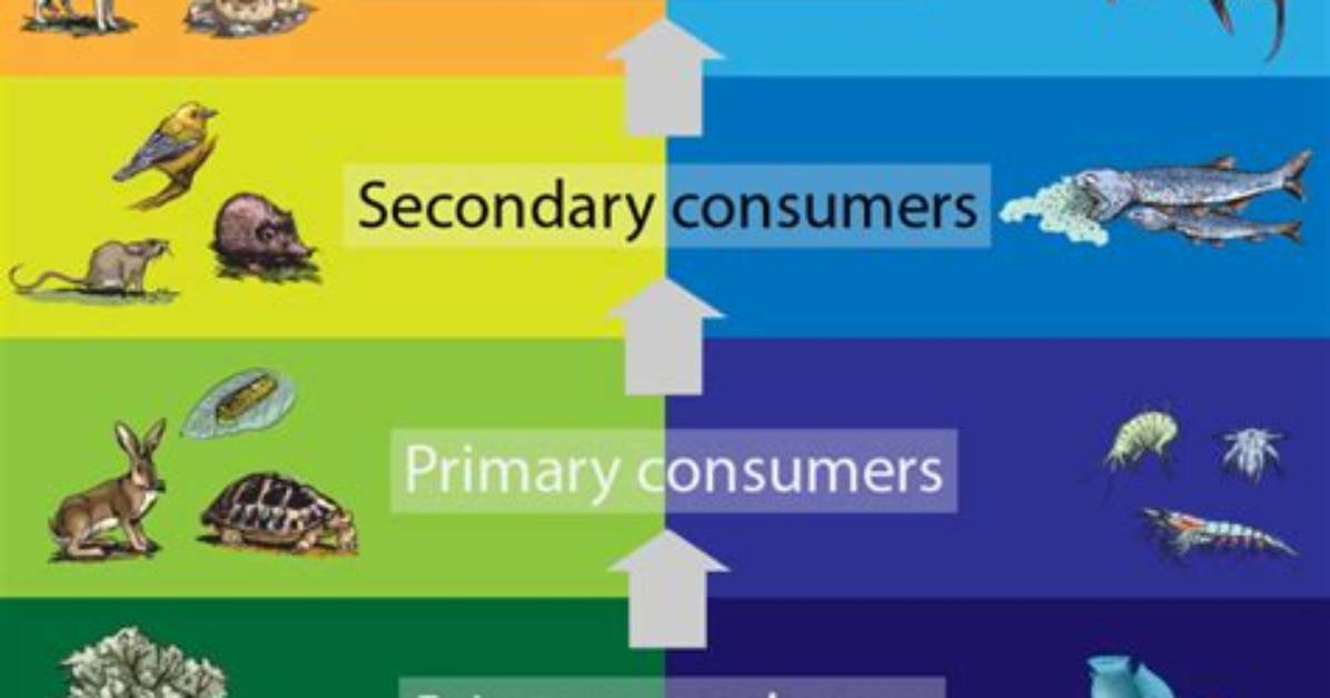 Is a Fish a Tertiary Consumer?