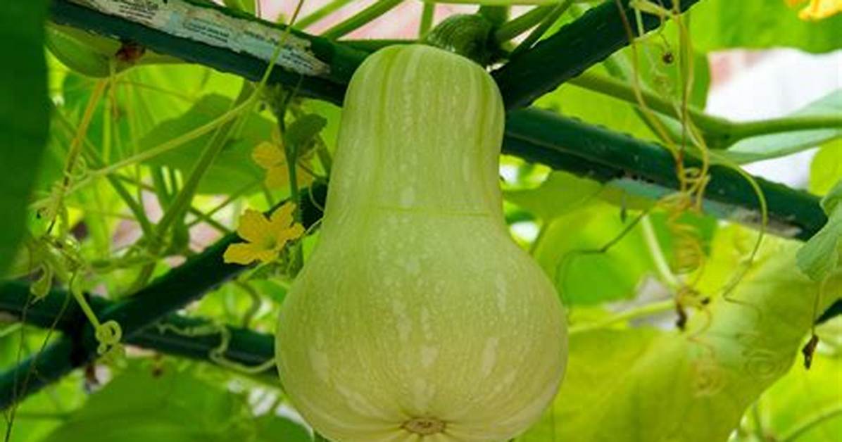 Is a Gourd a Squash
