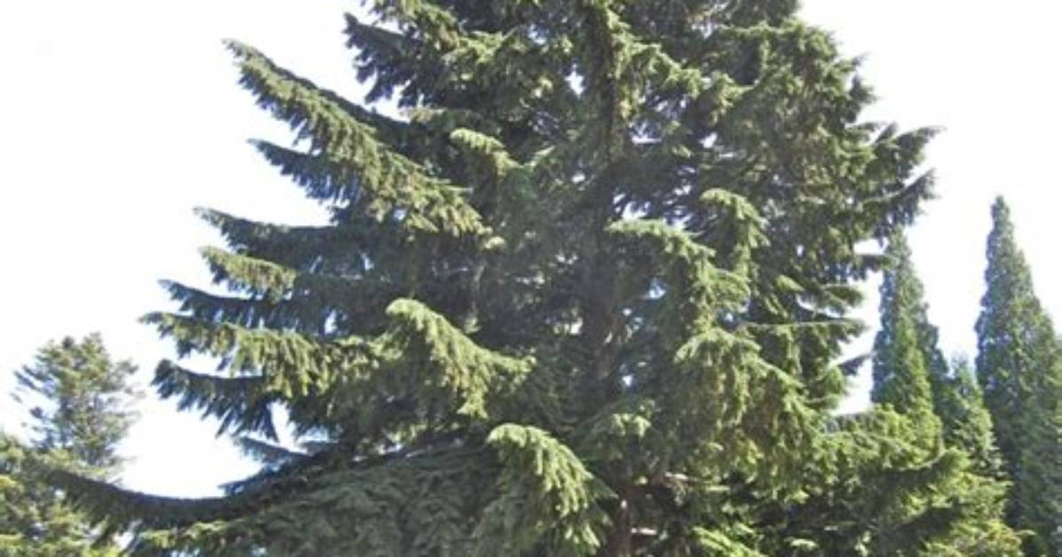 Is a Hemlock a Tree