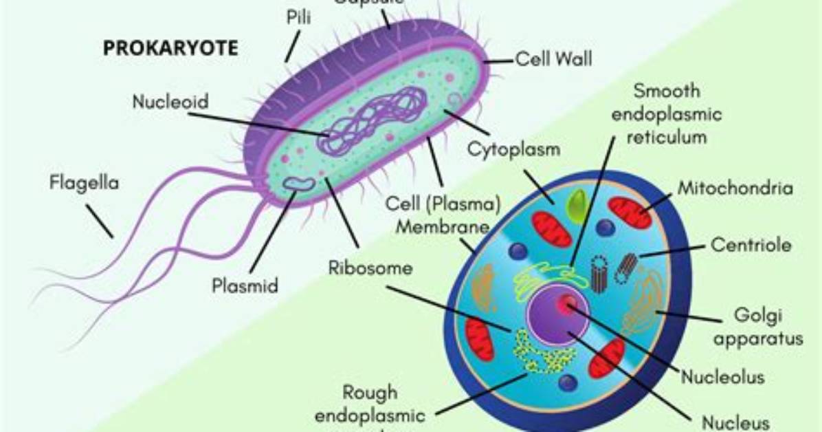 Is a Human Prokaryotic or Eukaryotic?