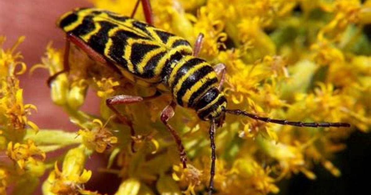 Is a Locust a Beetle