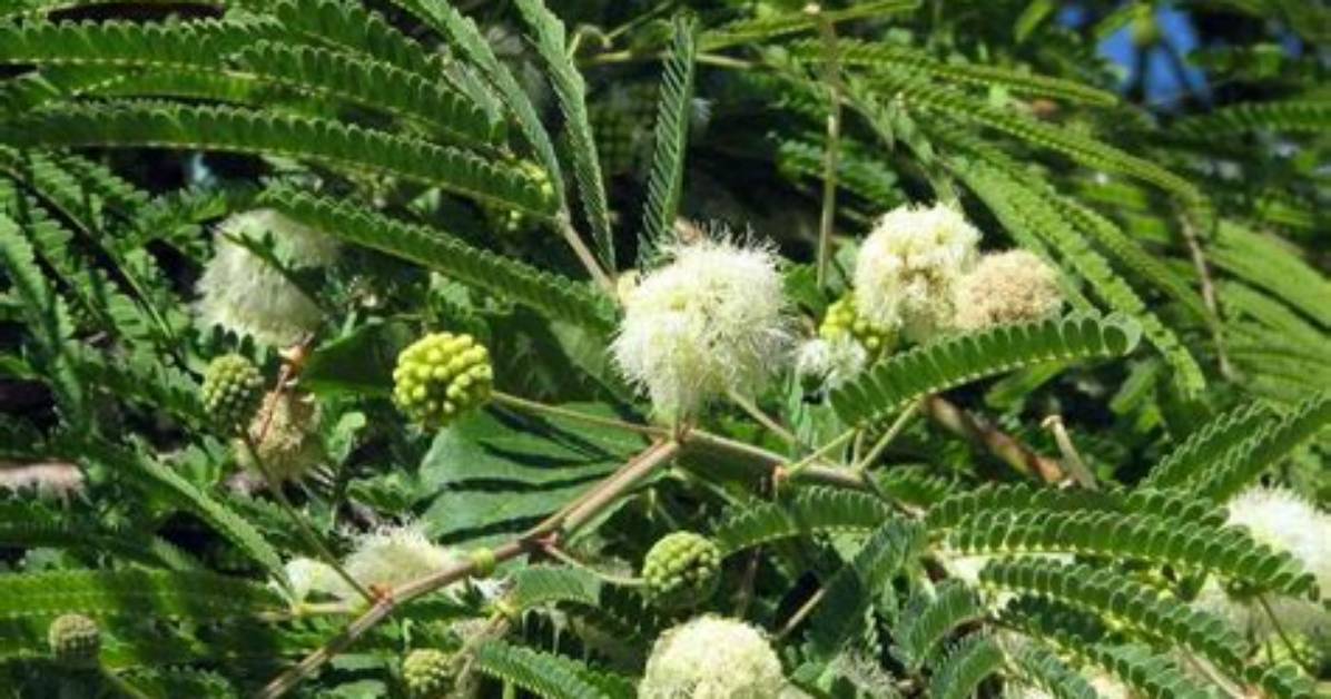 Is a Lysiloma Tree Deciduous?