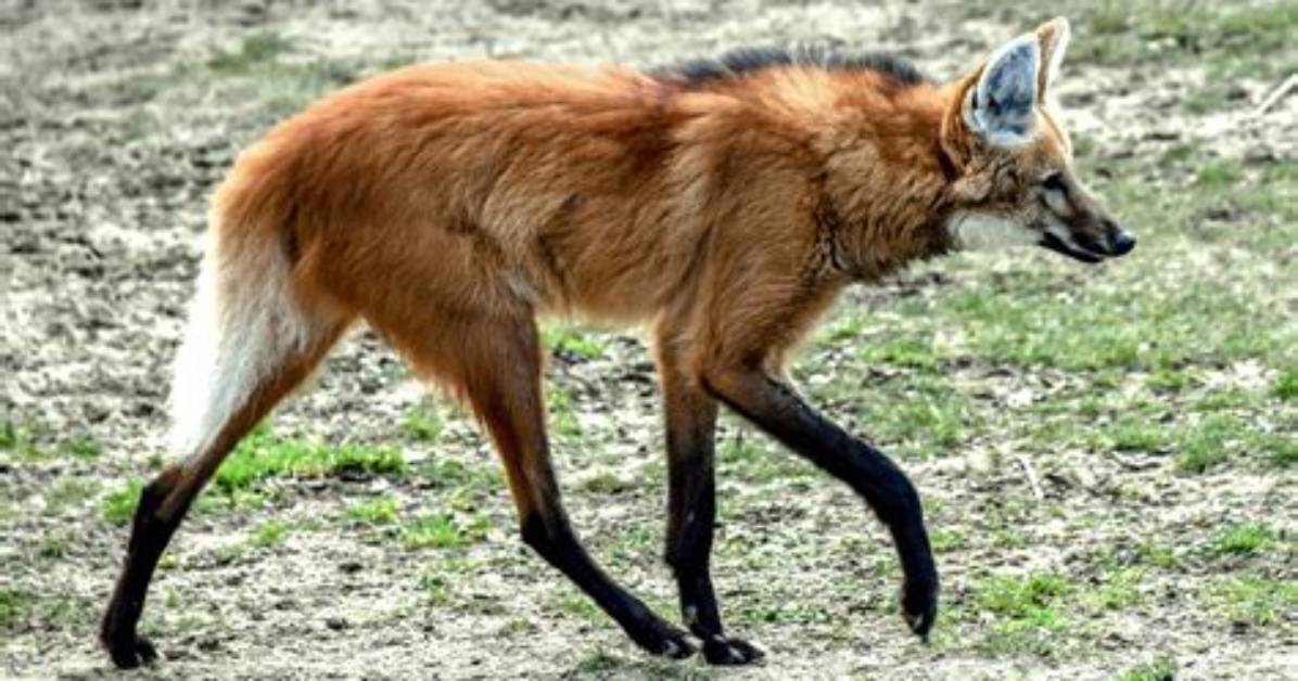 Is a Maned Wolf a Wolf?