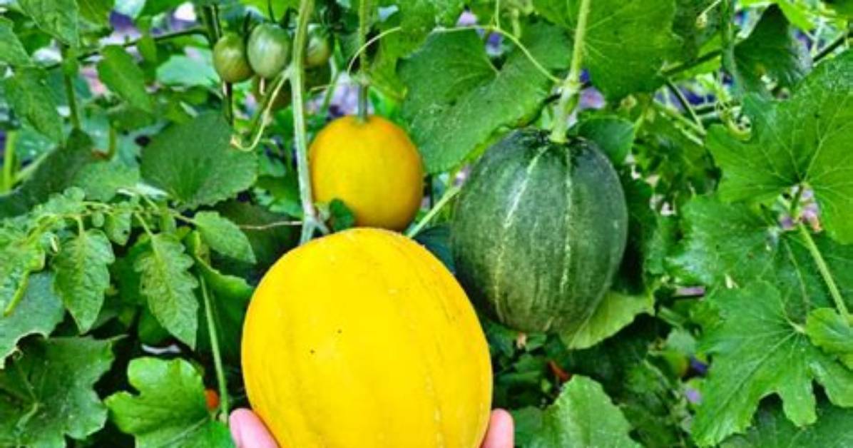 Is a Mango a Melon