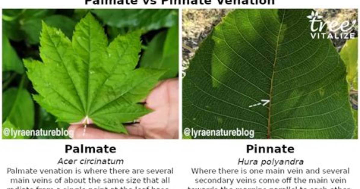 Is a Maple Leaf Pinnate