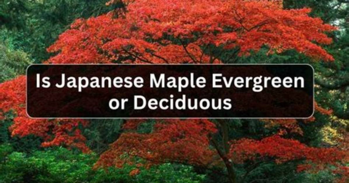 Is a Maple Tree an Evergreen