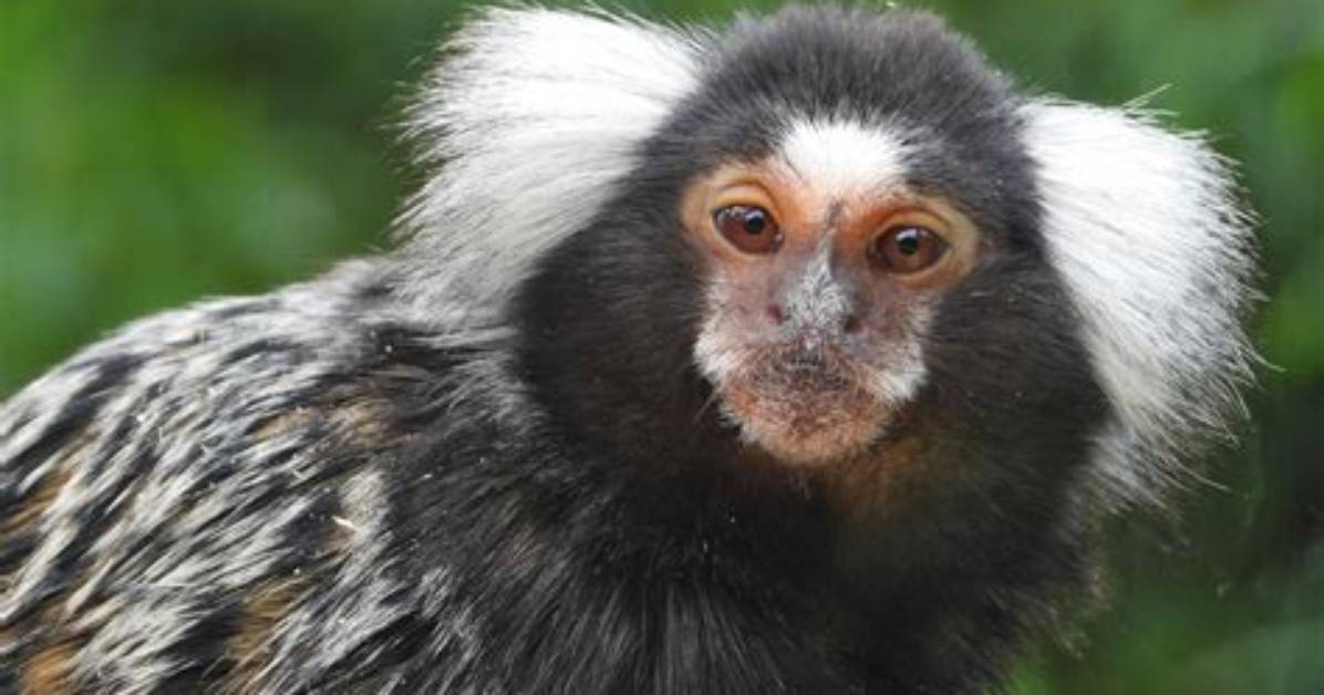 Is a Marmoset a Monkey?
