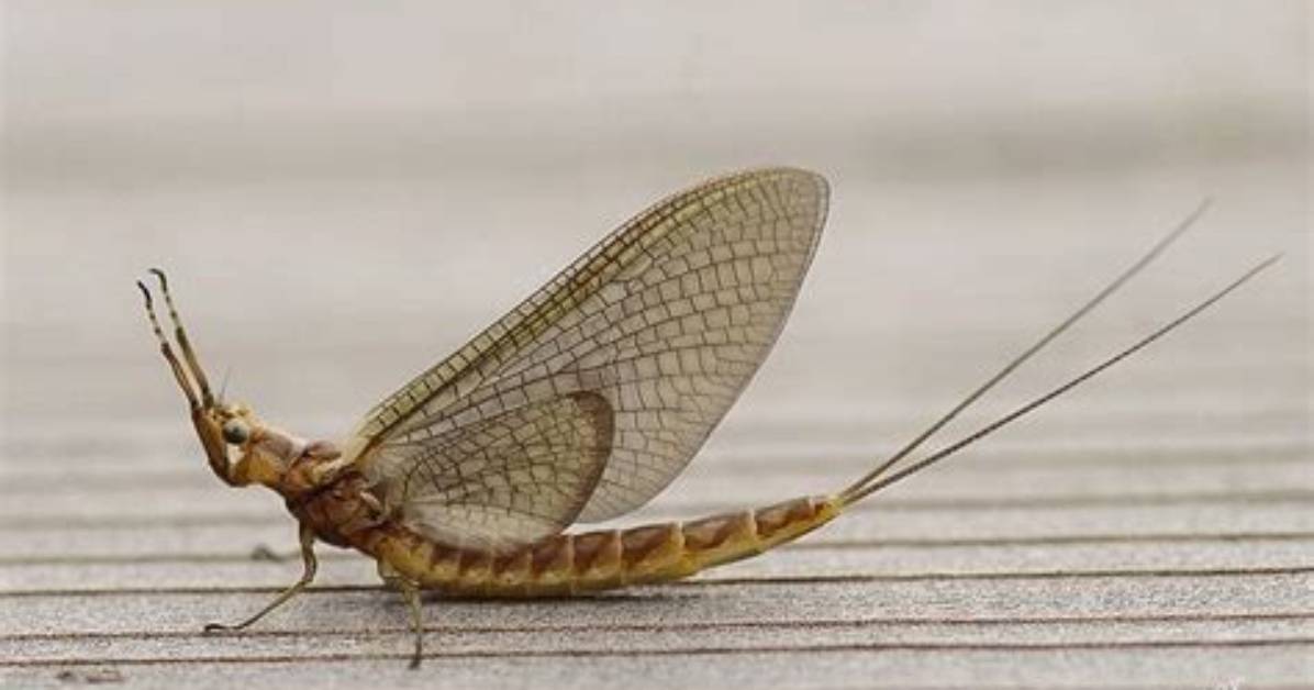 Is a Mayfly a Shadfly?