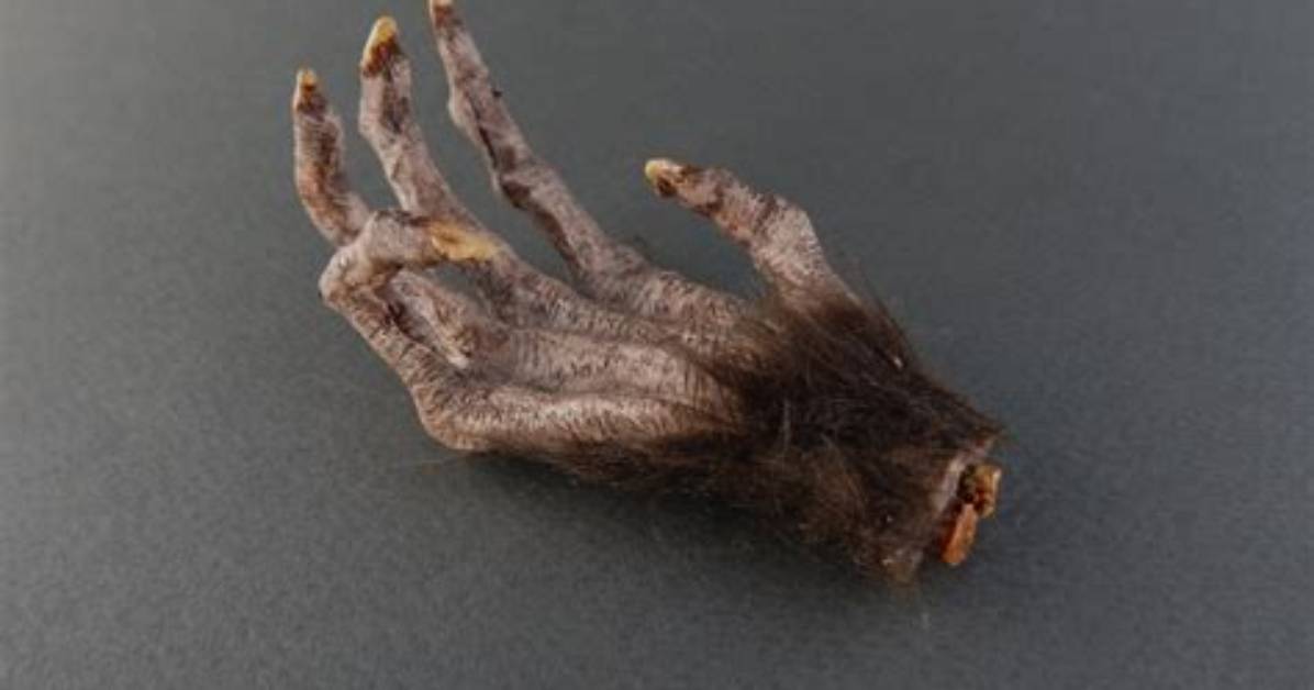 Is a Monkey Paw Good Luck