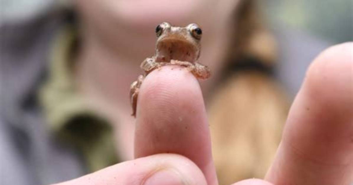 Is a Peeper a Frog?