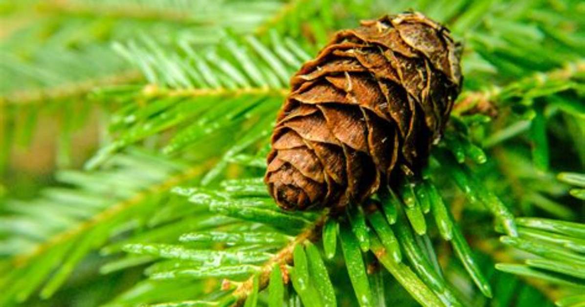 Is a Pine a Conifer