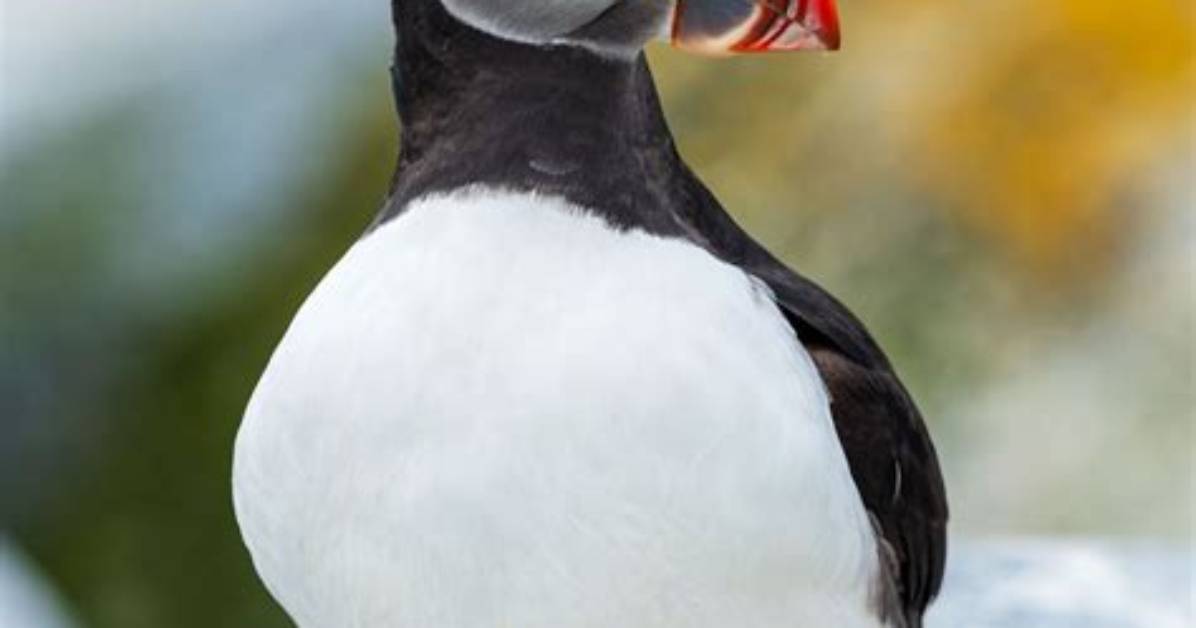 Is a Puffin a Bird?