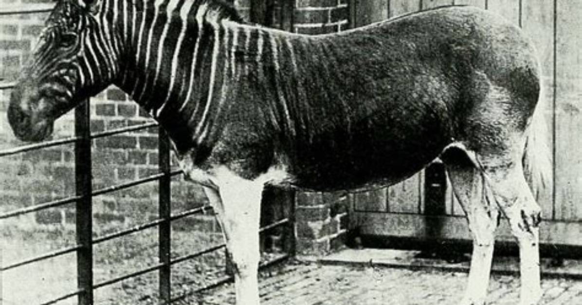Is a Quagga Extinct