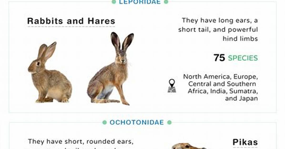 Is a Rabbit a Lagomorph?