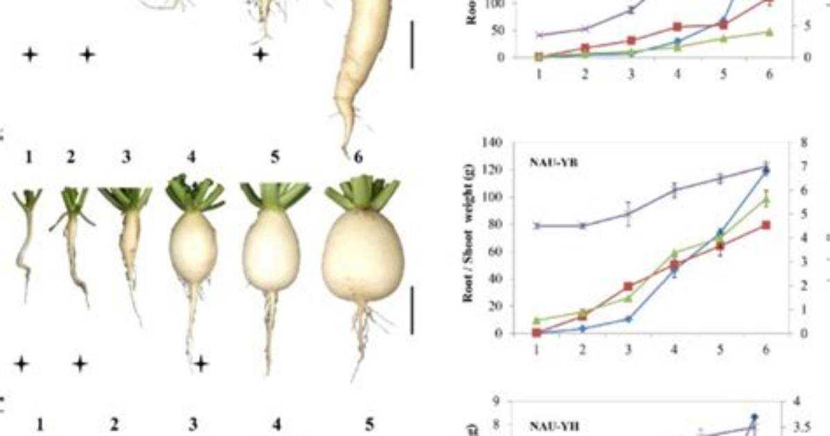 Is a Radish a Taproot