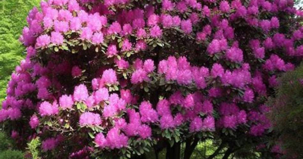 Is a Rhododendron a Tree?