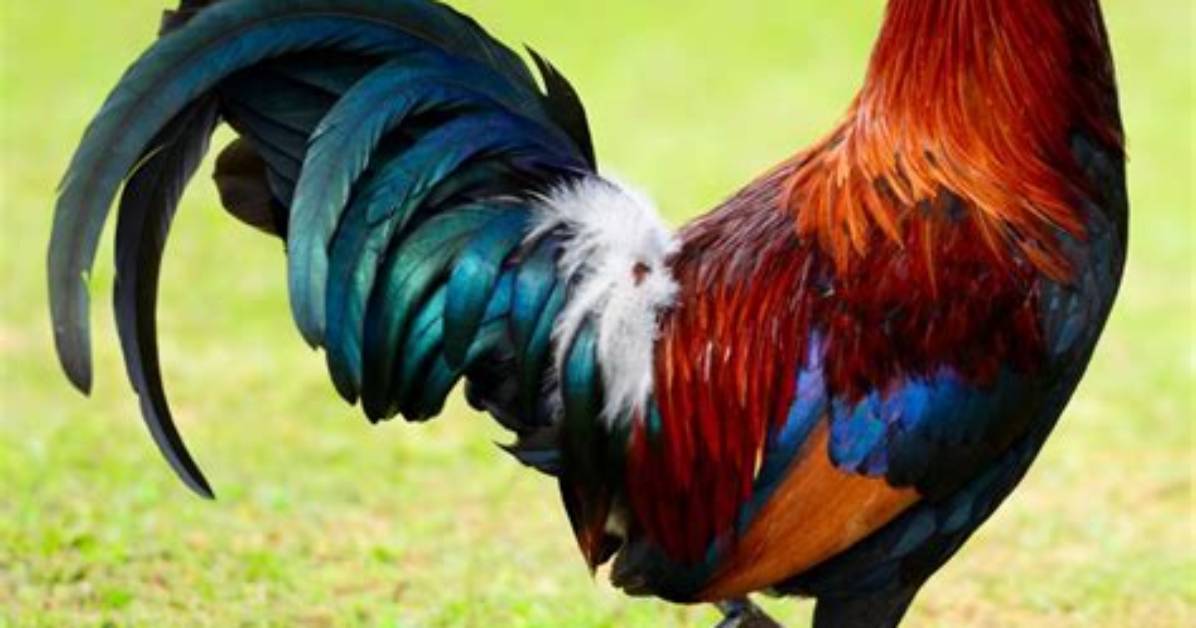 Is a Rooster a Chicken