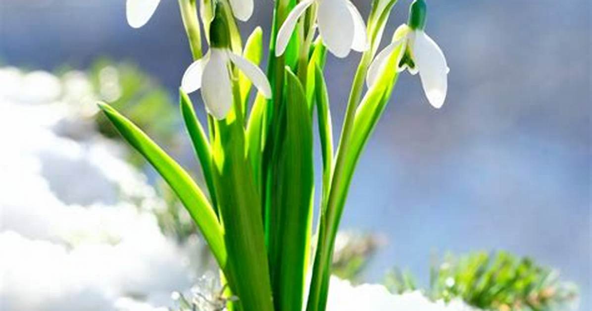 Is a Snowdrop a Flower
