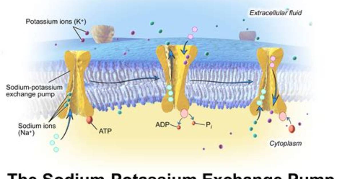 Is a Sodium Potassium Pump Active or Passive?
