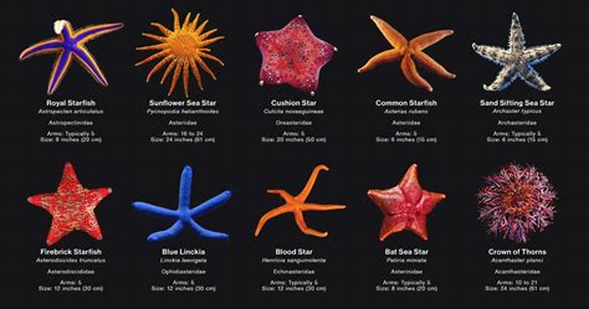 Is a Starfish a Consumer?