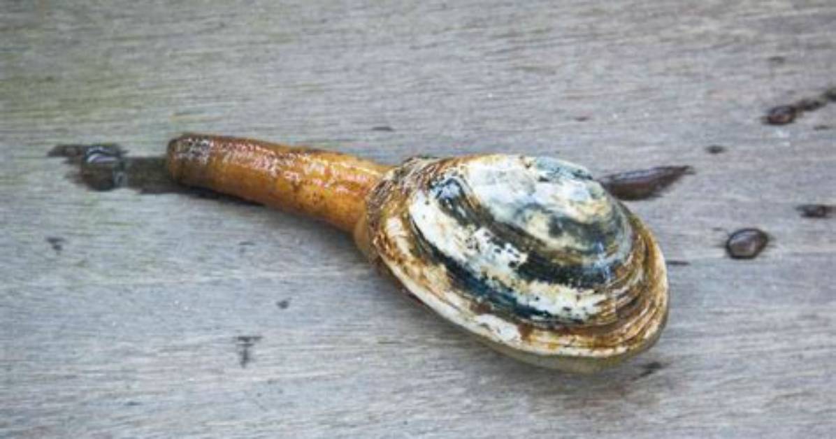 Is a Steamer a Clam?