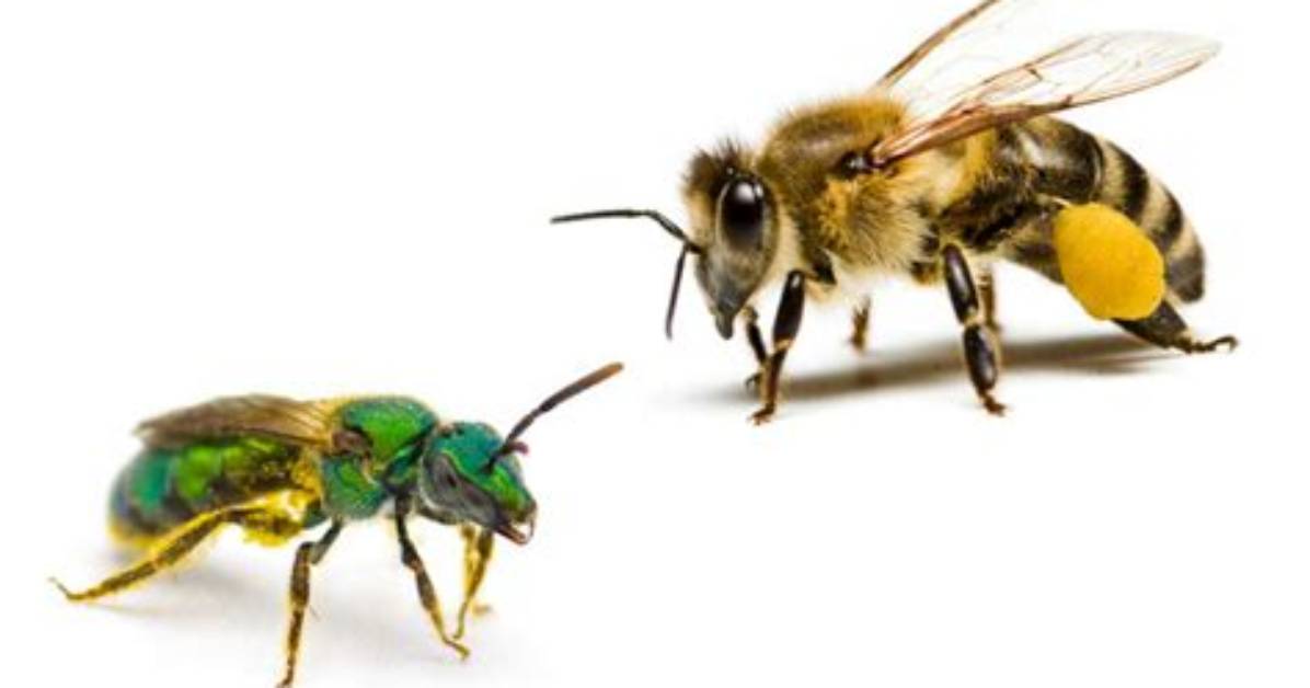 Is a Sweat Bee a Bee
