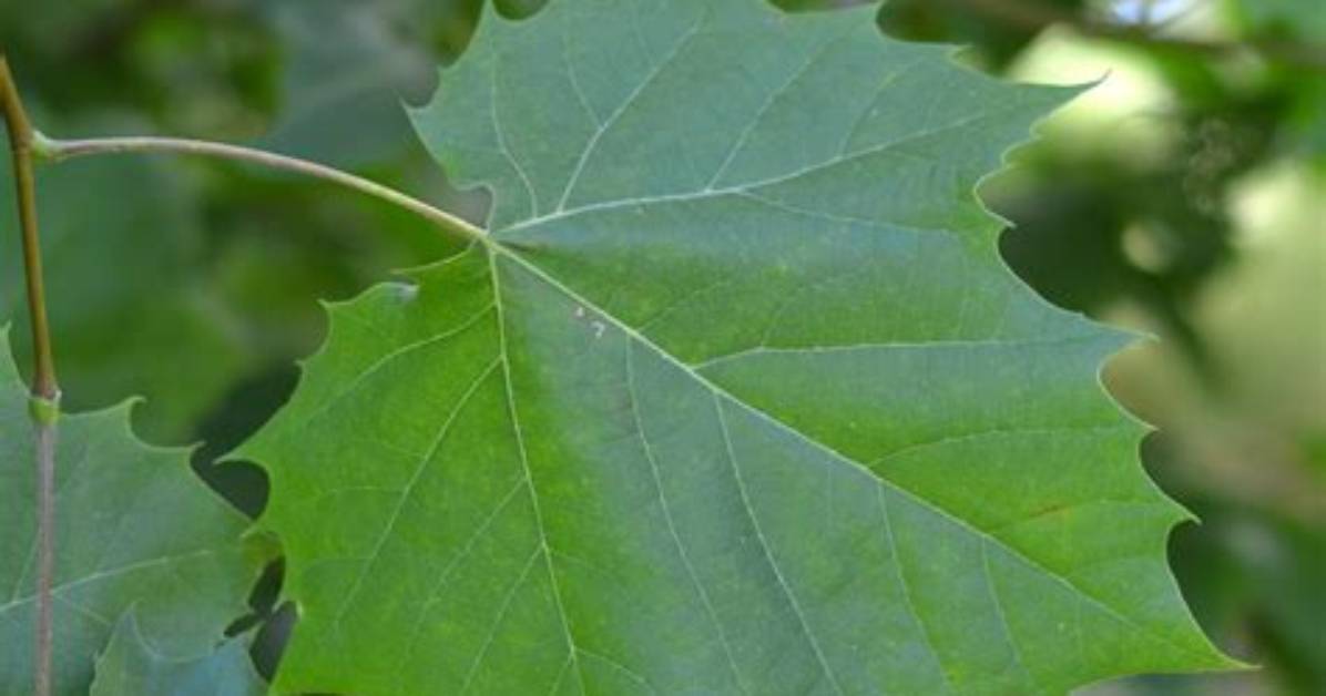 Is a Sycamore