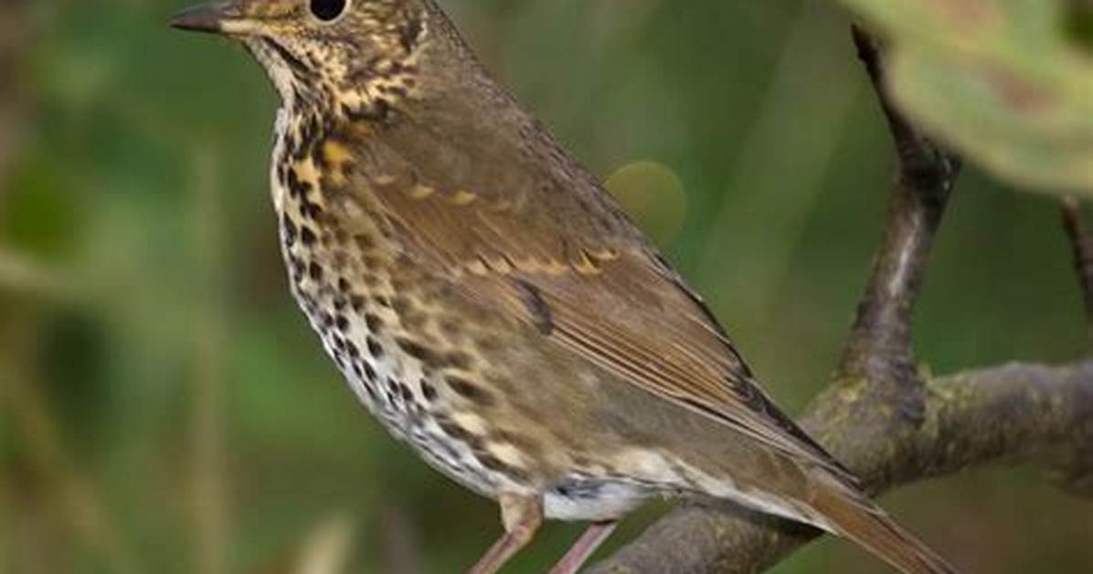 Is a Throstle a Thrush?