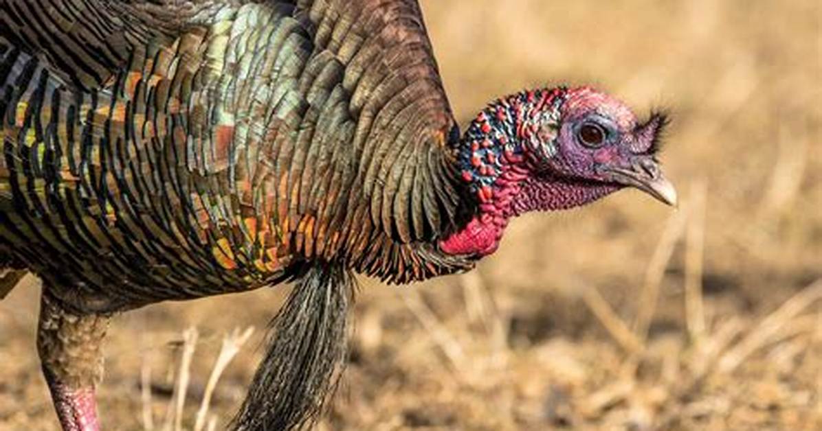 Is a Turkey Beard a Feather?